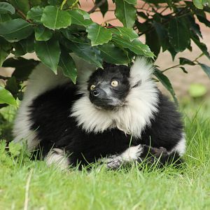 Black & White Ruffed Lemur - 13th April 2014