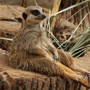 Meerkat - 13th April 2014