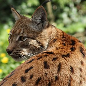 Carpathian Lynx - 13th April 2014