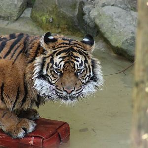 Daseep - 13th April 2014