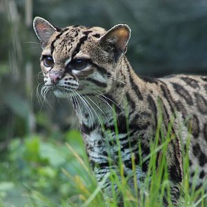 Margay - 14th April 2014