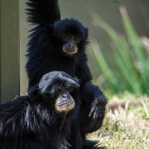 12-Siamang_TWPZ_-_20140417