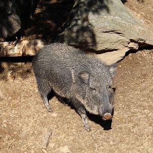 Chacoan Peccary - Apr 2014