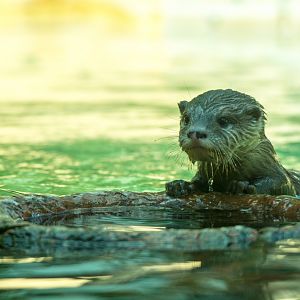 Asian Small Clawed Otter pup - Taronga Western Plains Zoo visit April 2014