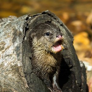 14-Asian_Small_Clawed_Otter_TWPZ_-_20140417-3