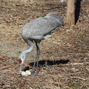 Sandhill Crane - Apr 2014