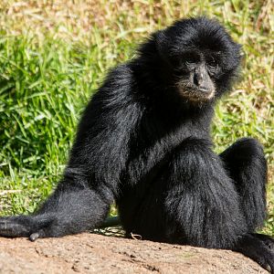 Siamang - Taronga Western Plains Zoo visit April 2014
