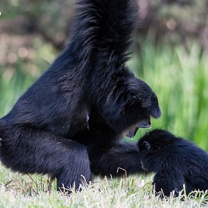 Siamang - Taronga Western Plains Zoo visit April 2014