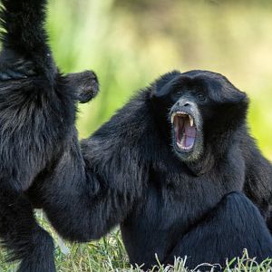 18-Siamang_TWPZ_-_20140417-4