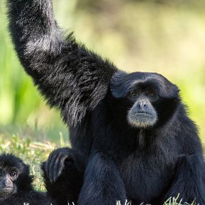 19-Siamang_TWPZ_-20140417-5