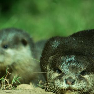 Asian Small Clawed Otter and pup - Taronga Western Plains Zoo visit April 2