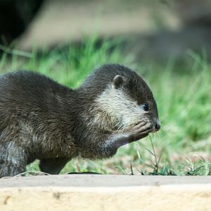 21-Asian_Small_Clawed_Otter_TWPZ_-_20140417-4