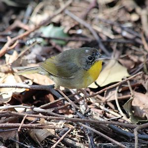 Common Yellowthroat - Apr 2014