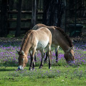 Przewalski's Horse - Western Plains Zoo visit - April 2014