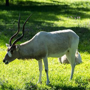 23-Addax_TWPZ_-_20140417