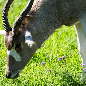 Addax - Taronga Western Plains Zoo visit April 2014