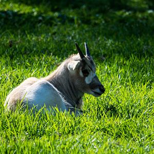 Addax - Taronga Western Plains Zoo visit April 2014