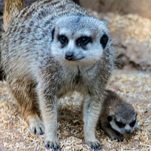 Meerkat and pup - Taronga Western Plains Zoo visit April 2014