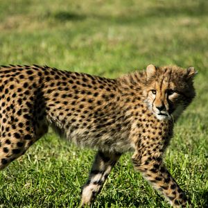 Cheetah cub - Taronga Western Plains Zoo visit April 2014