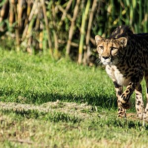 28-King_Cheetah_TWPZ_-_20140417-2