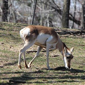 Pronghorn - Apr 2014