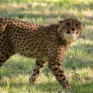 Cheetah cub - Taronga Western Plains Zoo visit April 2014