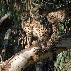 Cheetah cubs - Taronga Western Plains Zoo visit April 2014
