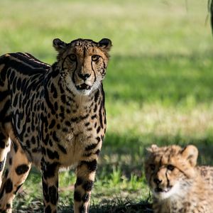 King Cheetah and cub - Taronga Western Plains Zoo visit April 2014