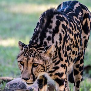 King Cheetah - Taronga Western Plains Zoo visit April 2014