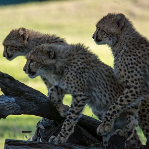 Cheetah cubs - Taronga Western Plains Zoo visit April 2014