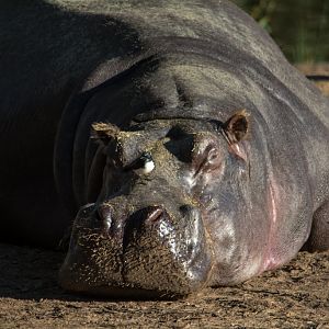 Hippo - Taronga Western Plains Zoo Visit April 2014