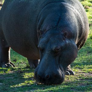Hippo - Taronga Western Plains Zoo Visit April 2014
