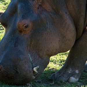Hippo - Taronga Western Plains Zoo Visit April 2014