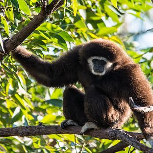 White Handed Gibbon - Taronga Western Plains Zoo visit April 2014