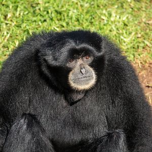 Siamang - Taronga Western Plains Zoo visit April 2014