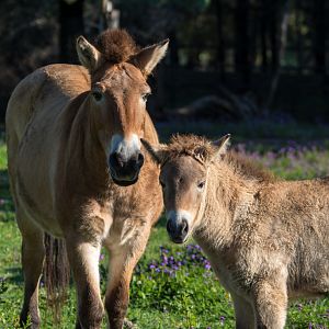 Przewalski's Horse and foal - Western Plains Zoo visit - April 2014