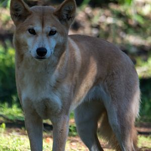 Alpine Dingo - Taronga Western Plains Zoo visit April 2014