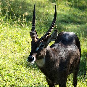 Waterbuck - Taronga Western Plains Zoo visit April 2014