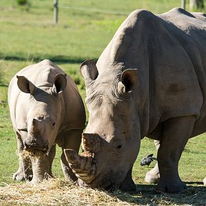 White Rhino and calf - Taronga Western Plains Zoo visit April 2014