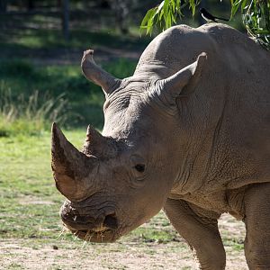 White Rhino - Taronga Western Plains Zoo visit April 2014