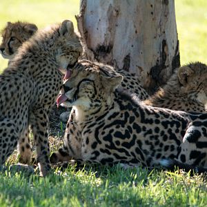 King Cheetah and cubs - Taronga Western Plains Zoo visit April 2014