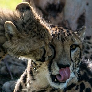 King Cheetah and cub - Taronga Western Plains Zoo visit April 2014