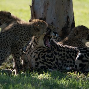 King Cheetah and cubs - Taronga Western Plains Zoo visit April 2014