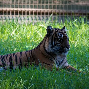 Sumatran Tiger - Taronga Western Plains Zoo visit April 2014