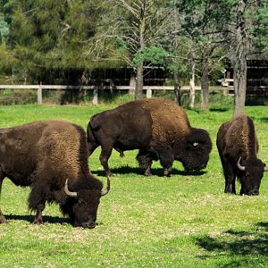 Bison - Taronga Western Plains Zoo visit April 2014