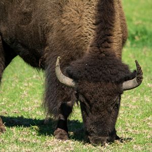 Bison - Taronga Western Plains Zoo visit April 2014