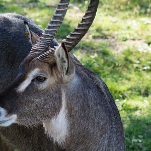 Waterbuck - Taronga Western Plains Zoo visit April 2014