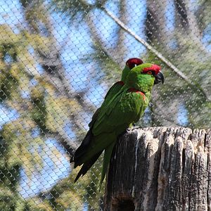 Thick-billed Parrot - Apr 2014