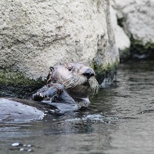 Sea Otter - Apr 2014