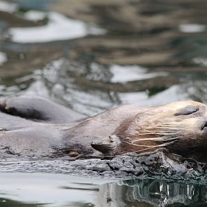 Sea Otter - Apr 2014